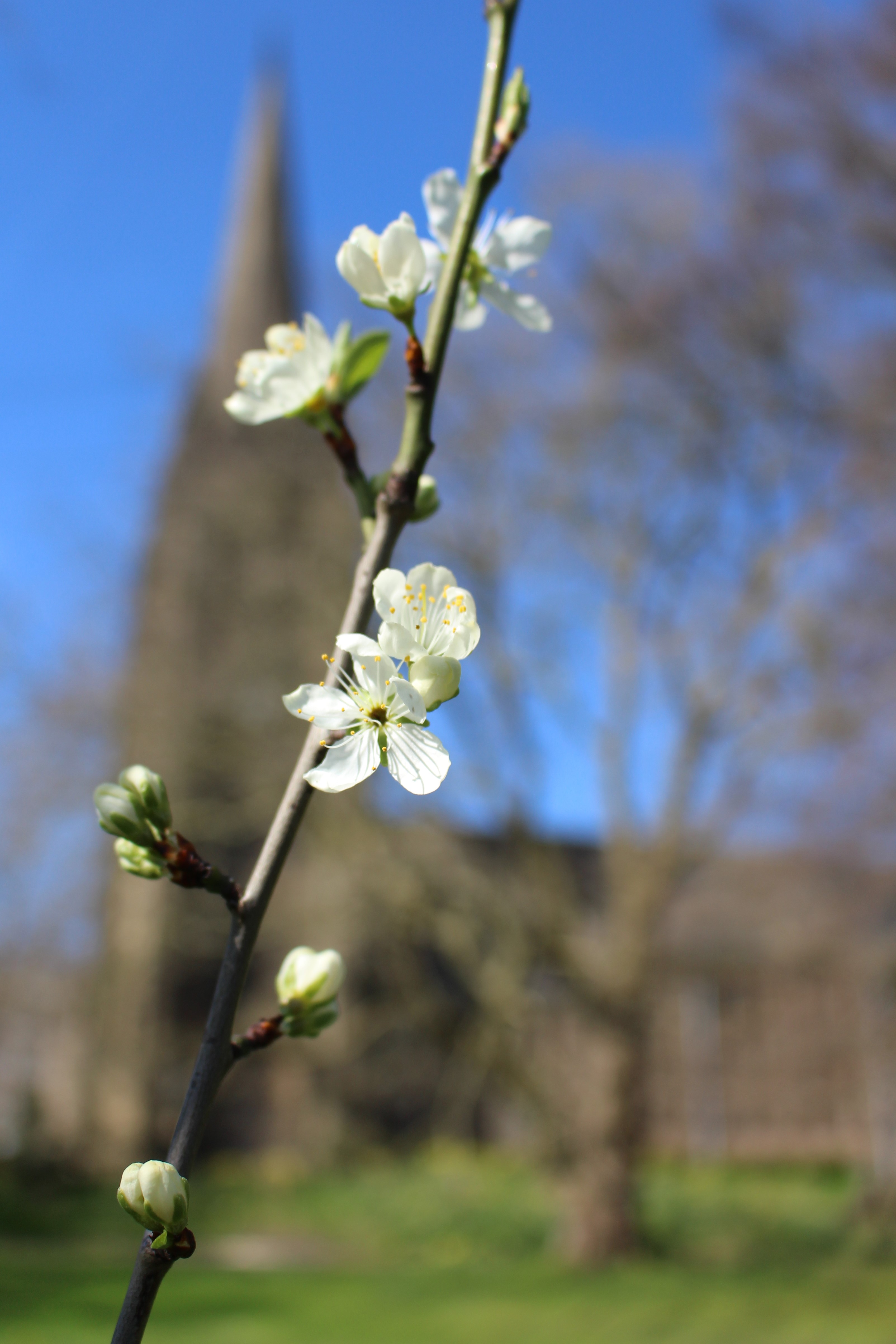 Spring at St Marks 1a -Shan Ru